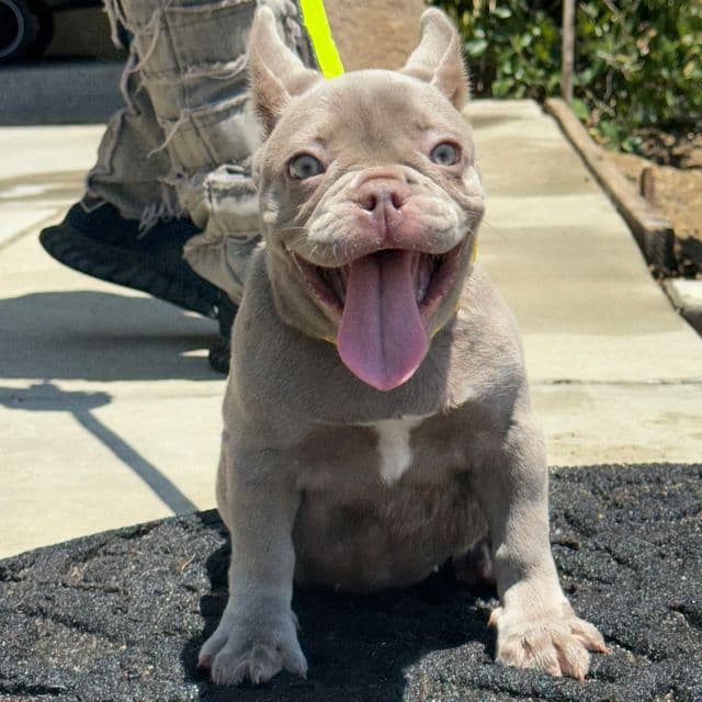Rebecca - French Bulldog Female
