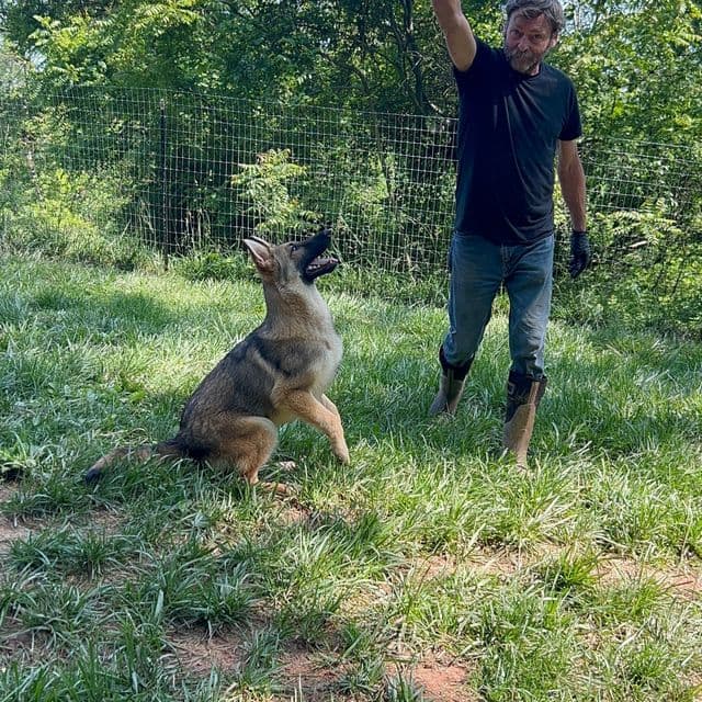 Ruger   - German Shepherd Dog Male