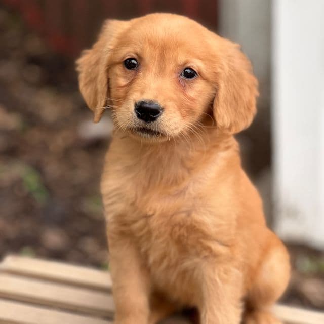 Celine - Golden Retriever Female
