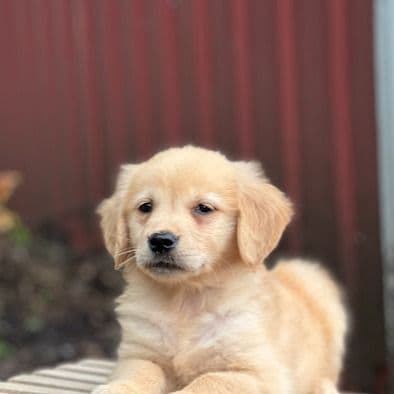 Claire - Golden Retriever Female