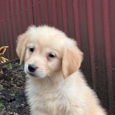 Celine - Golden Retriever Female