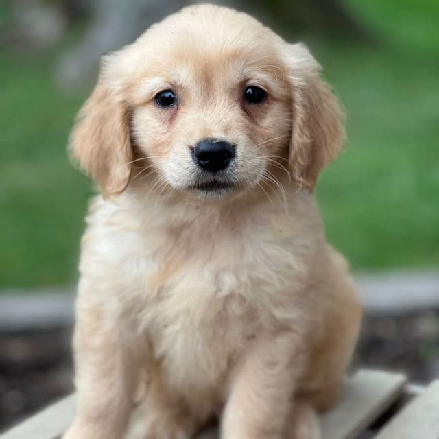 Carter - Golden Retriever Male
