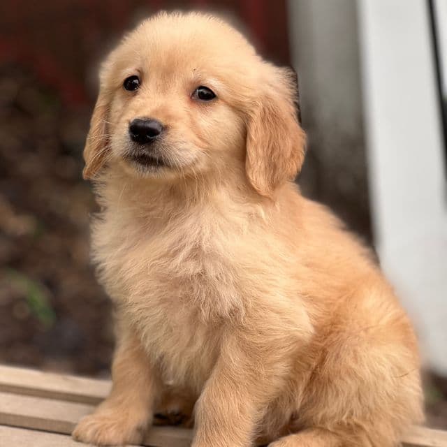 Casper - Golden Retriever Male