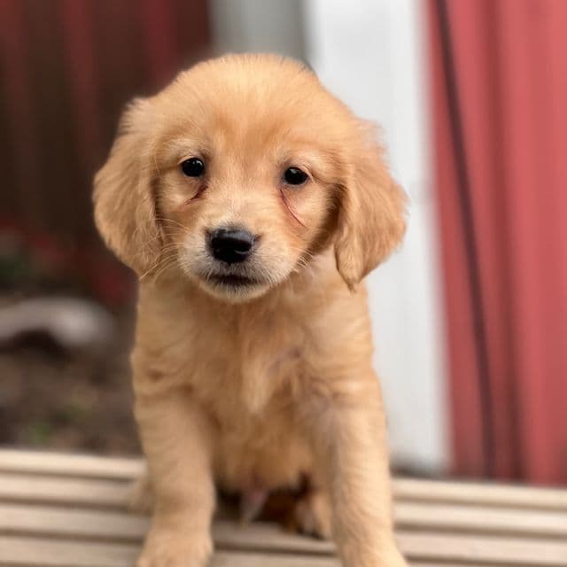 Caden - Golden Retriever Male