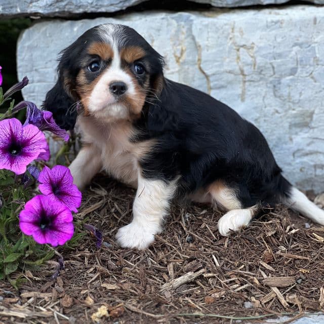 Dolly - Cavalier King Charles Spaniel Female