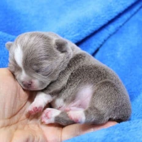 Fabio - Chihuahua Male