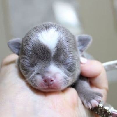Nova - Chihuahua Female