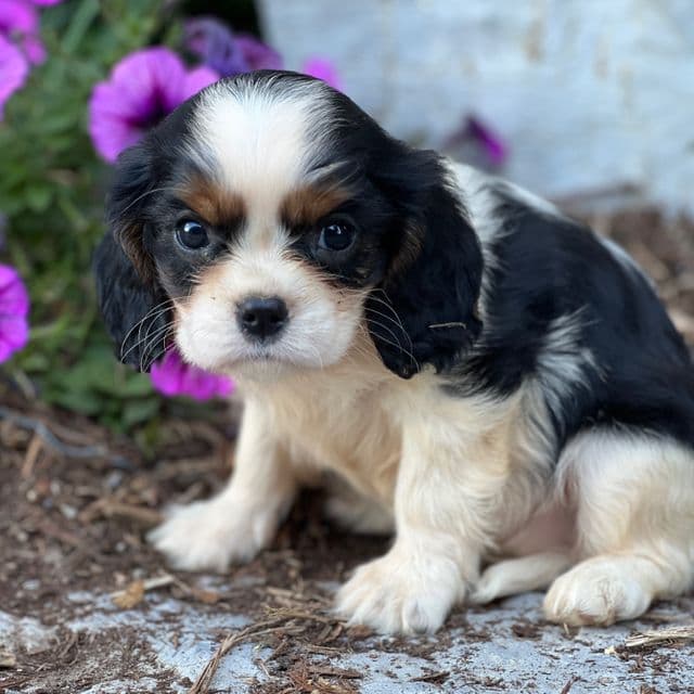 Daphne - Cavalier King Charles Spaniel Female