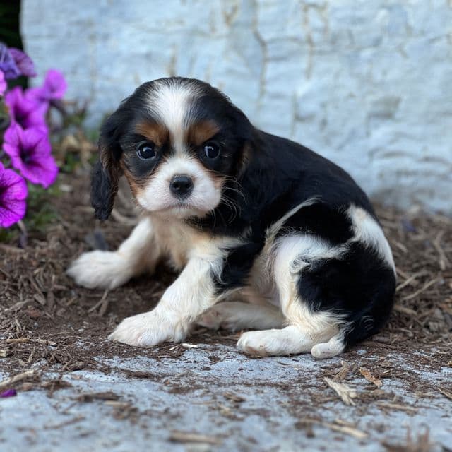 Danna - Cavalier King Charles Spaniel Female