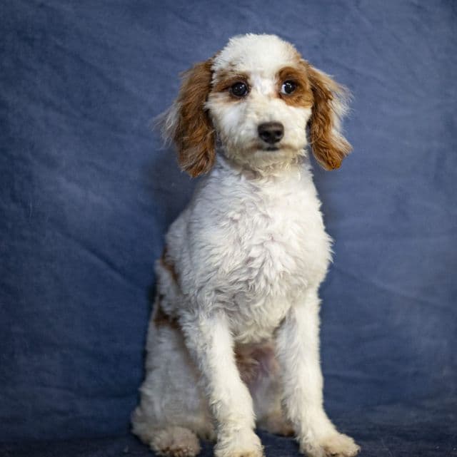 Tanner - Toy Poodle Male