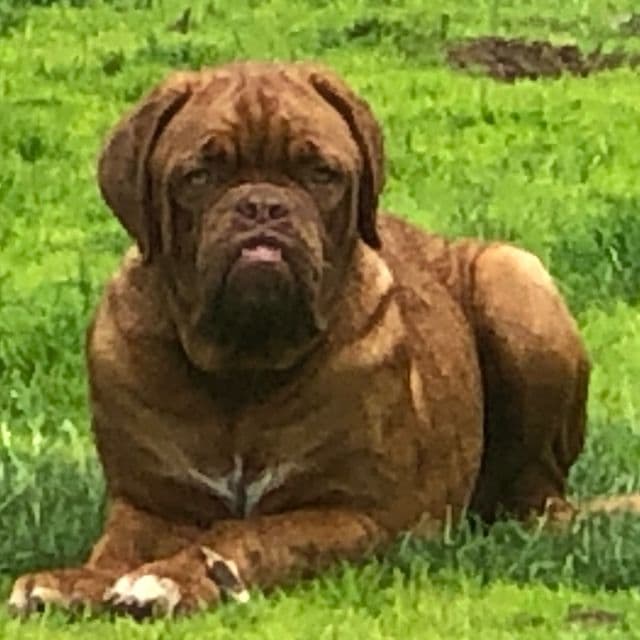 #2 Male - Dogue de Bordeaux Male