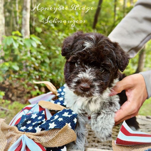 Akc Liver Parti (Mega Coated) - Miniature Schnauzer Male