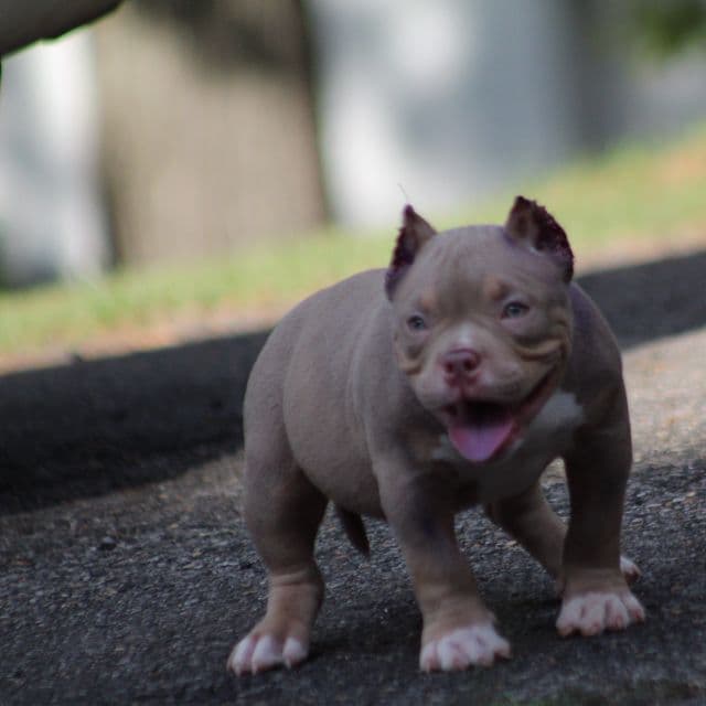 Exodus  - American Bully Male