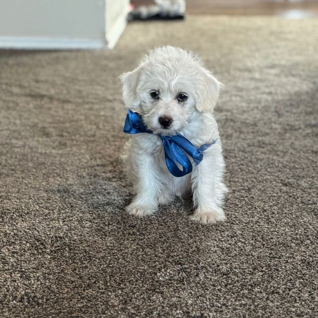 Boy 1 - Shih-Poo Male