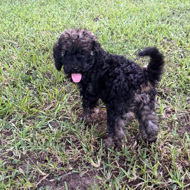 Buzz - Labradoodle Male