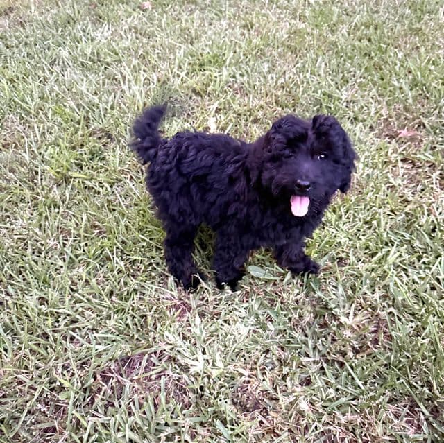 Blakie - Labradoodle Female