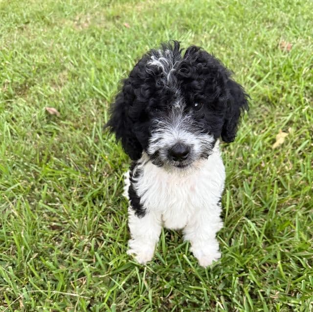 Jax - Labradoodle Male
