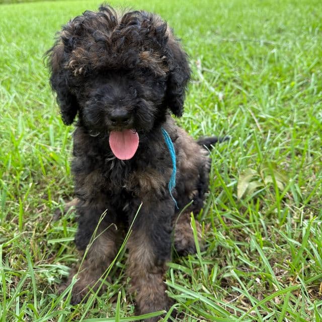 Buddy - Labradoodle Male
