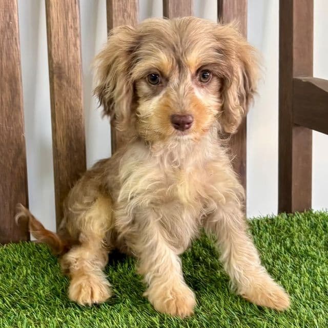 Drago - Cavapoo Male