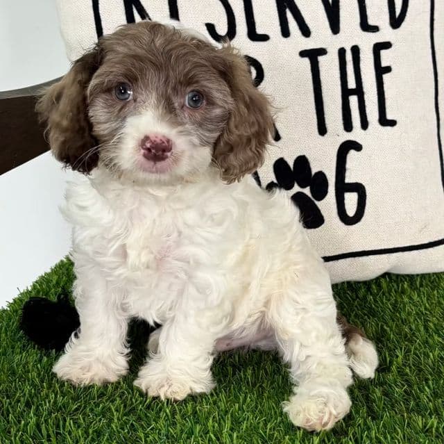 Dalton - Cavapoo Male