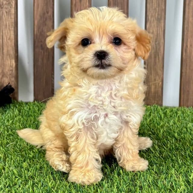 Myles - Maltipoo Male