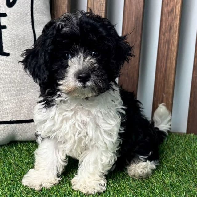 Marcus - Maltipoo Male