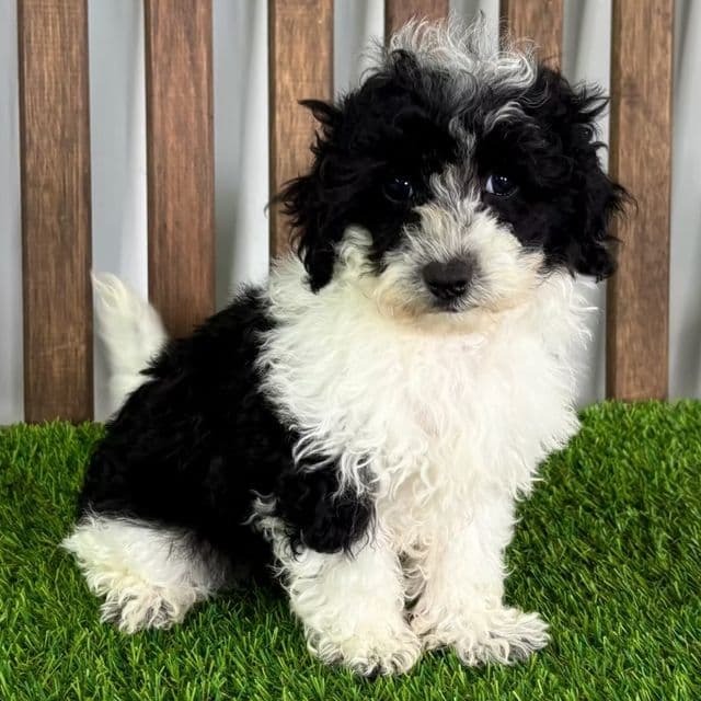 Maverick - Maltipoo Male