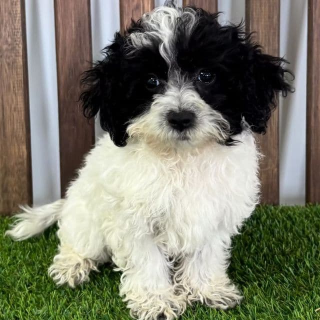 Madison - Maltipoo Female