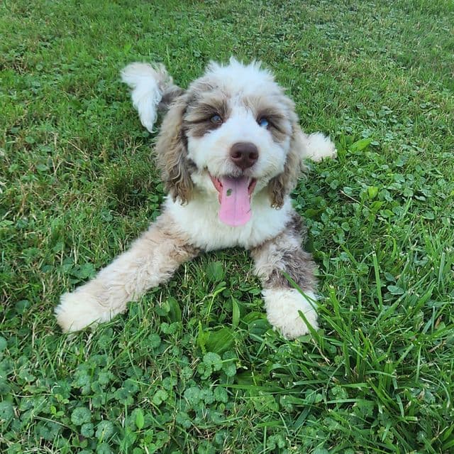 F1b Mini Remmy - Bernedoodle Male