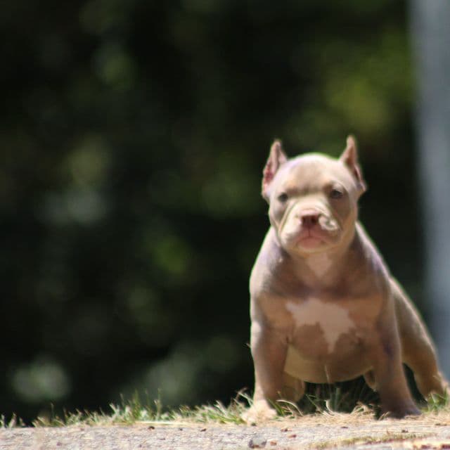 Star - American Bully Female