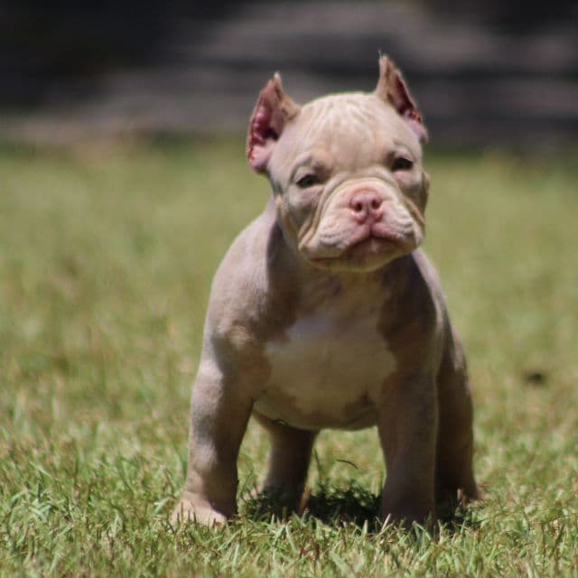 Spark plug  - American Bully Male