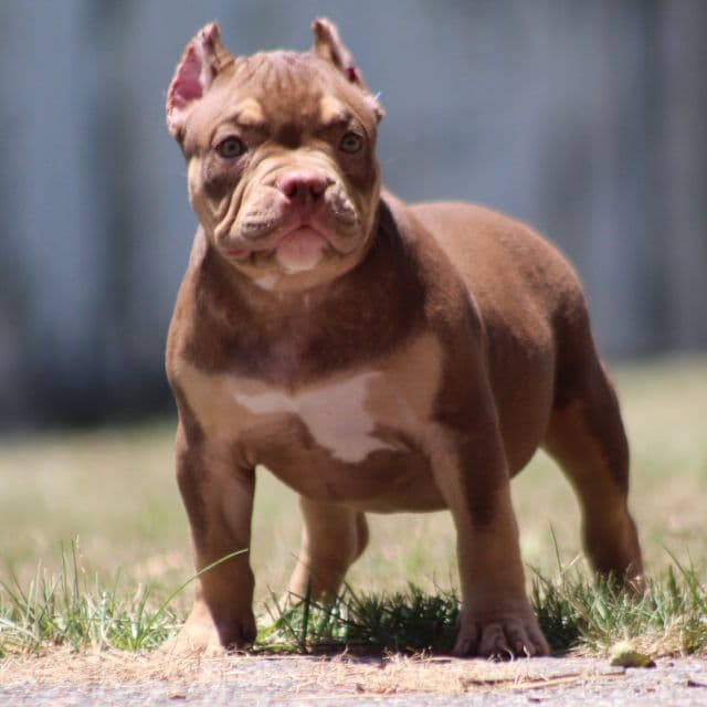 Coco - American Bully Female