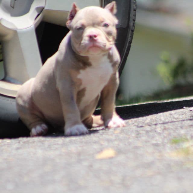 Exodus  - American Bully Male