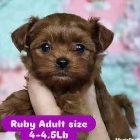 Tiny Ruby - Yorkipoo Female
