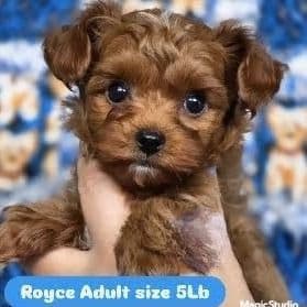 Royce - Yorkipoo Male