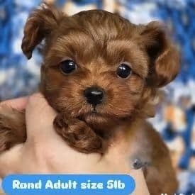 Rand - Yorkipoo Male