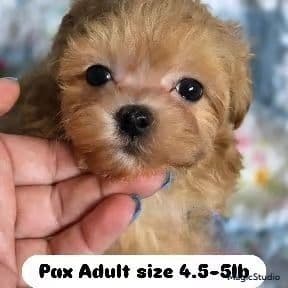 Pax - Maltipoo Male