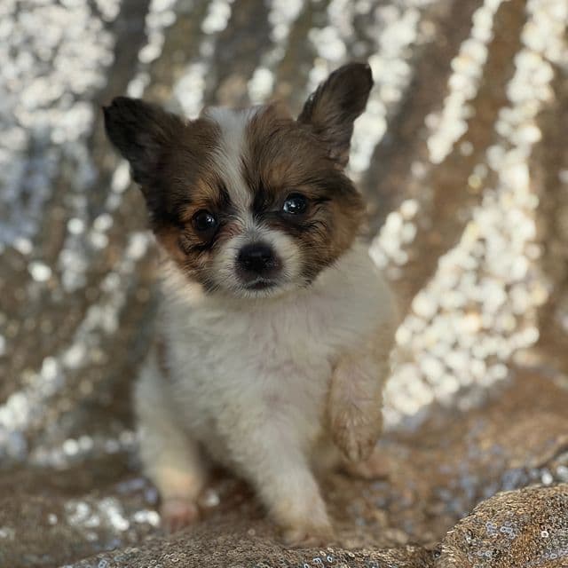Flash - Papillon Male