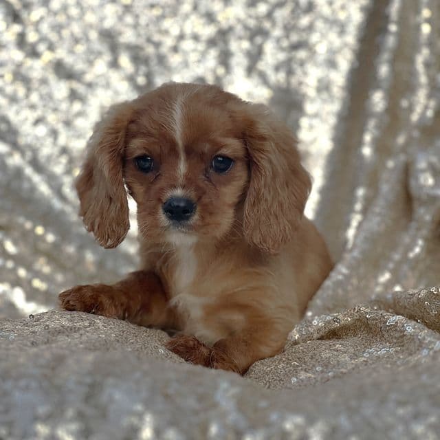 Percy - Cavalier King Charles Spaniel Male