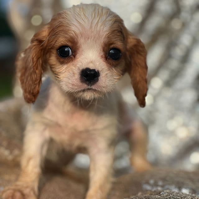 Parker - Cavalier King Charles Spaniel Male