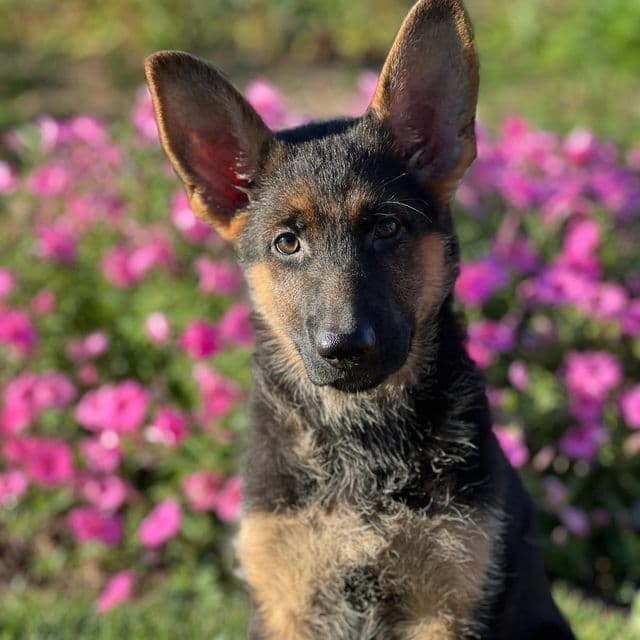 Renee - German Shepherd Dog Female