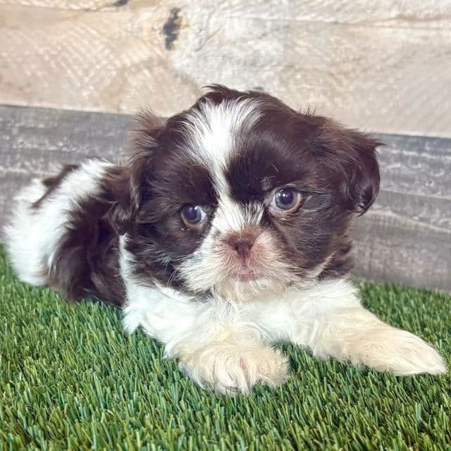 Samuel - Shih Tzu Male