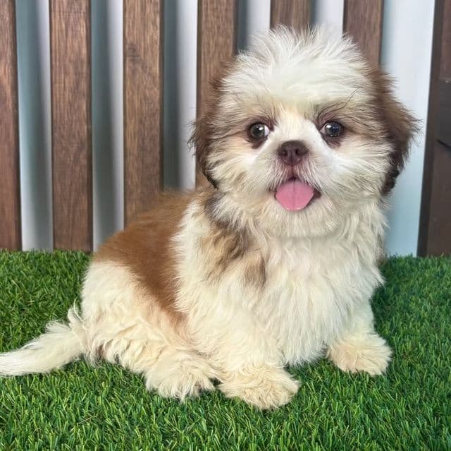 Haley - Shih Tzu Female