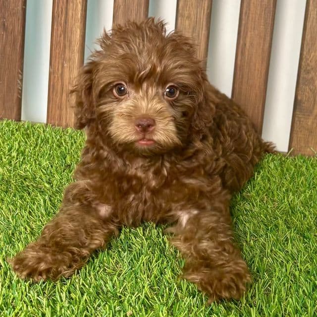 Perry - Yorkipoo Male