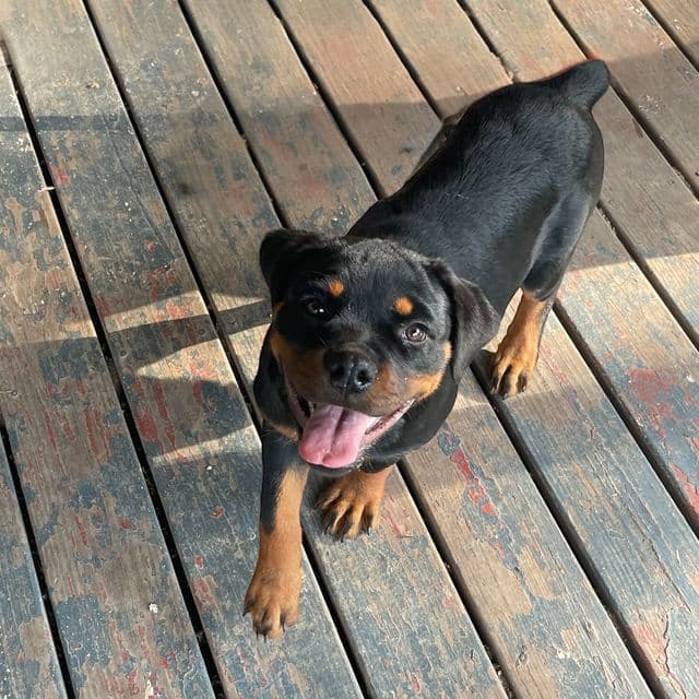AKC Champion Bloodline Rottweilers - Rottweiler Female