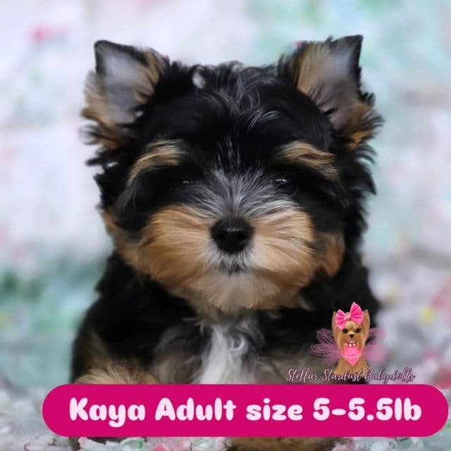 Kaya - Yorkshire Terrier Female