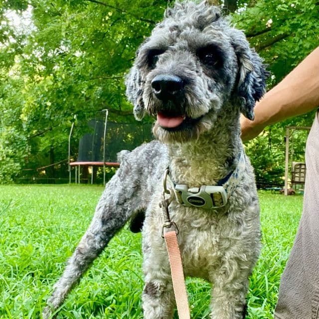 Alfie - Cockapoo Male