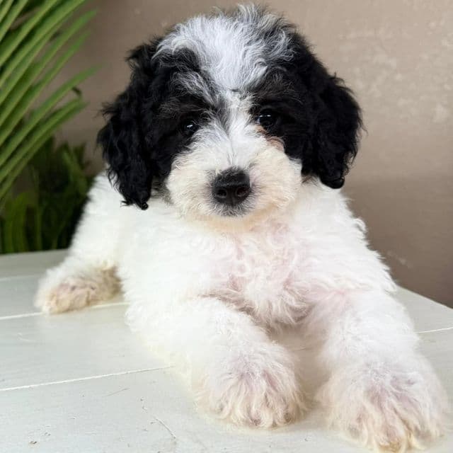 Marshall - Bernedoodle Male