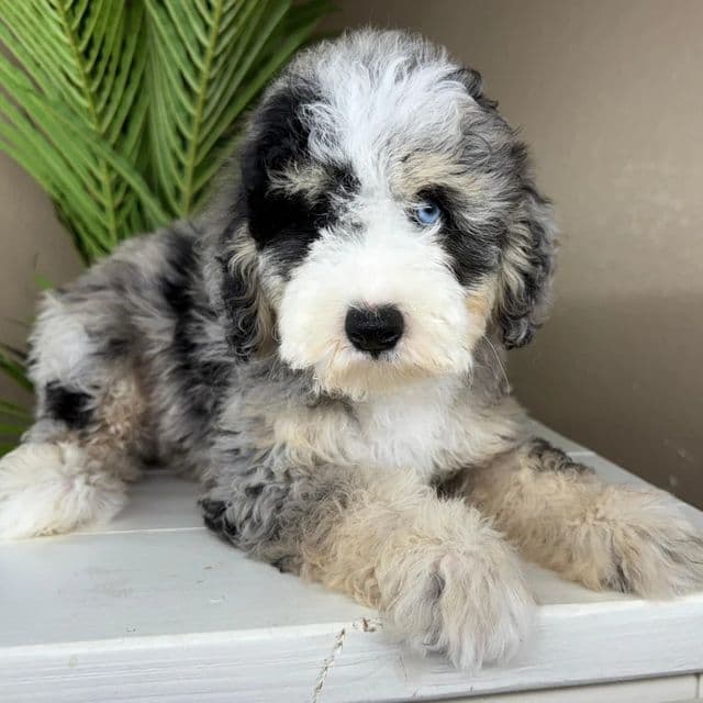 Carly - Bernedoodle Female
