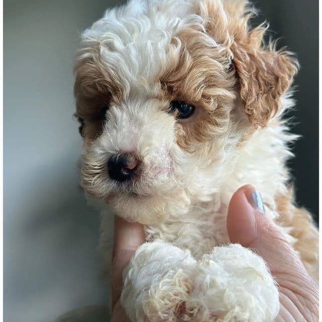 Dior - Toy Poodle Male